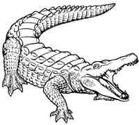 Crocodilus